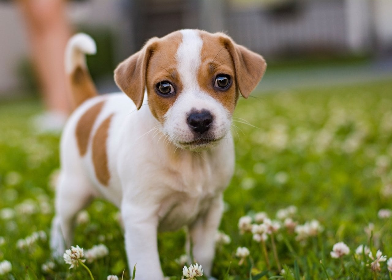 Every new dog breed recognized in the 21st century